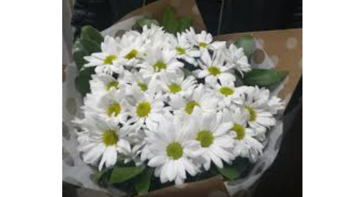 თეთრი ქრიზანთემების ბუკეტი