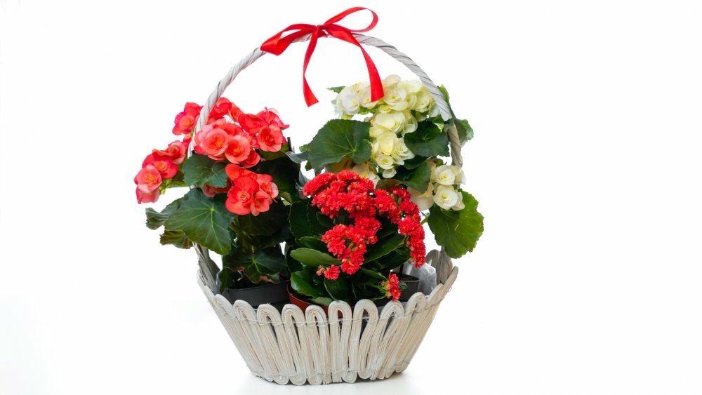 Imaginea produsului 1