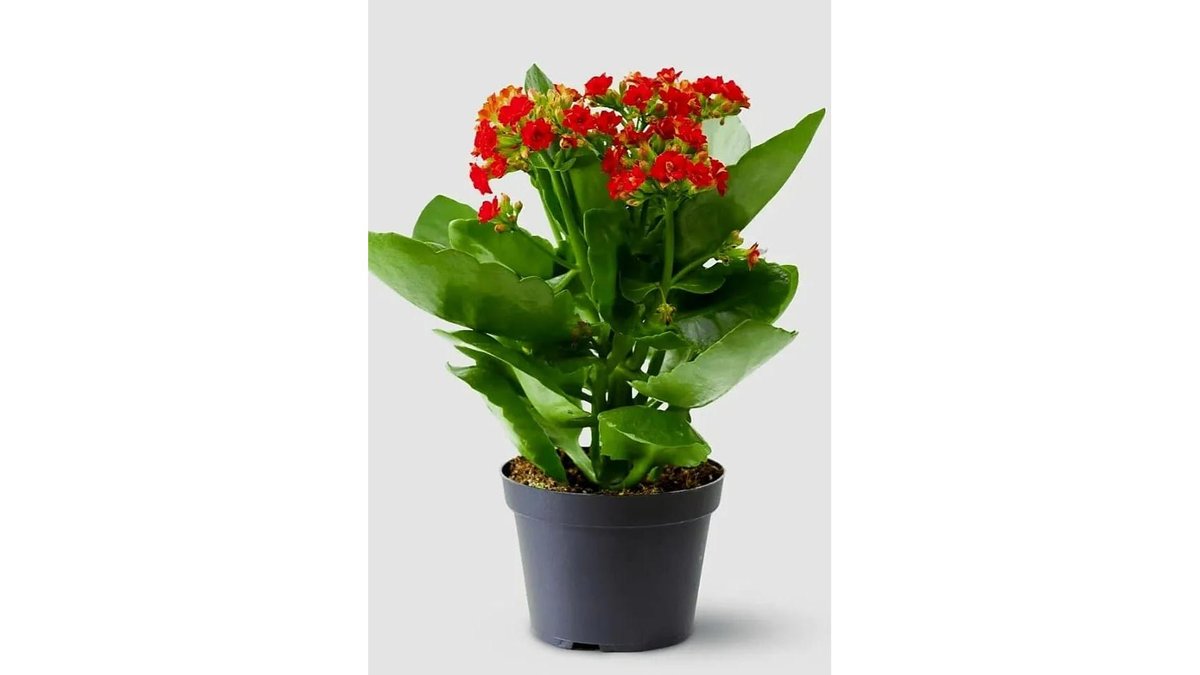 Imaginea produsului 1