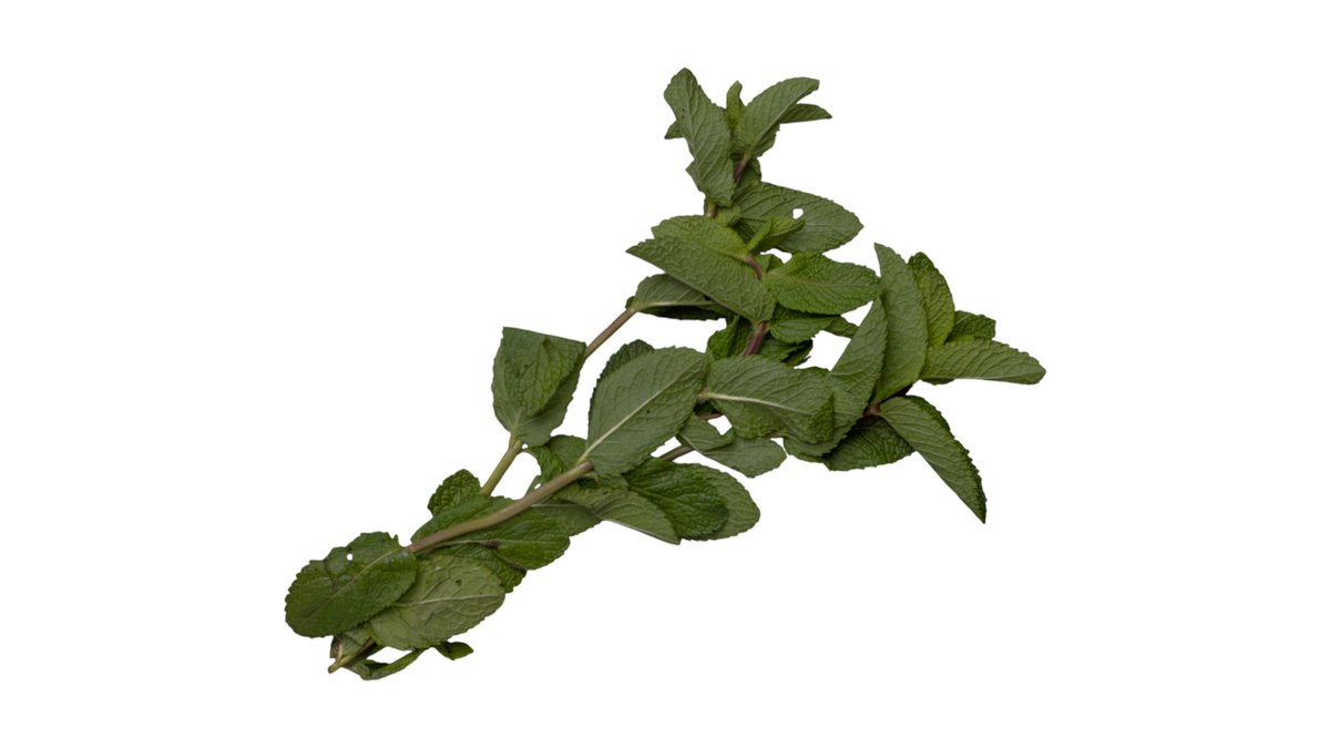 Fresh Indian Mint -Mäta 70gm