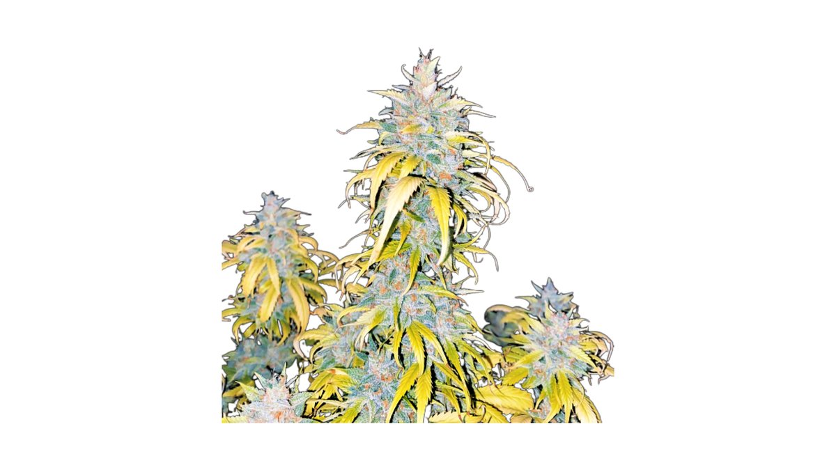 Auto White Devotchka 1+1 Seeds | Piscopo Gardens Burmarrad | Wolt