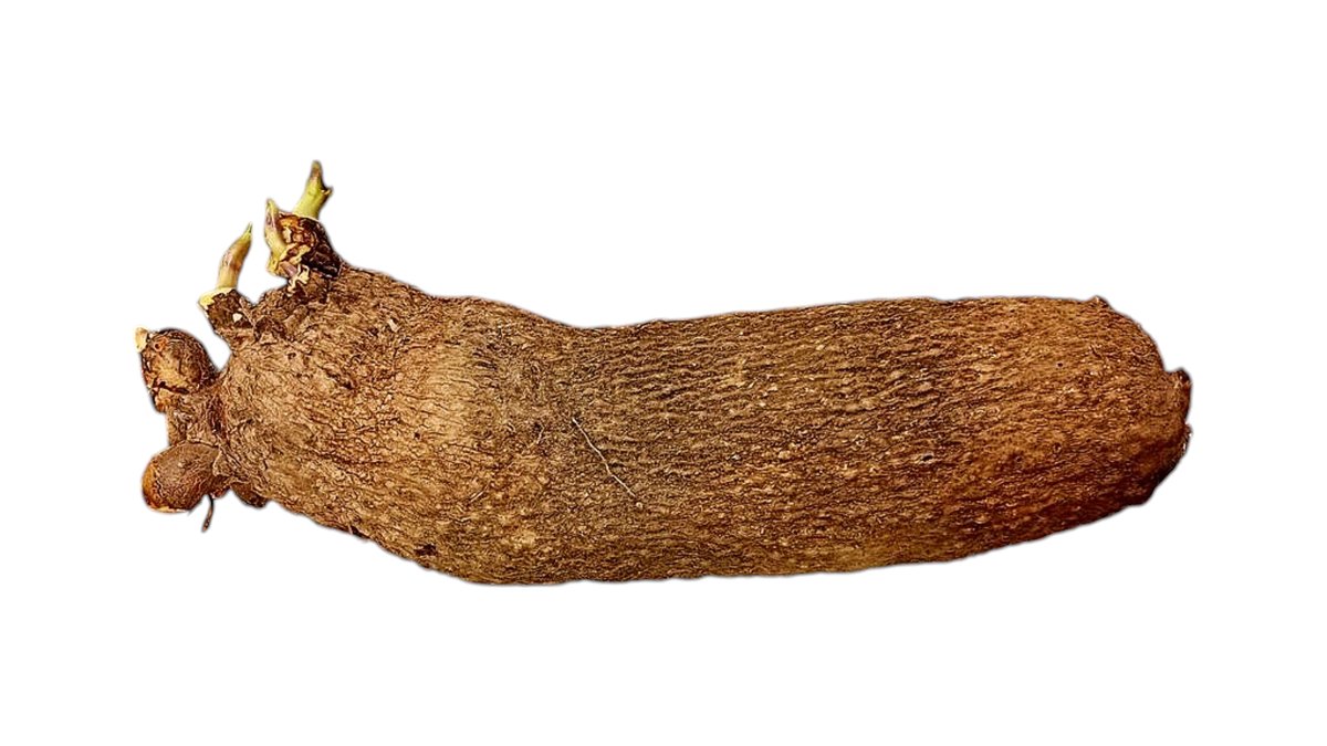 YAM