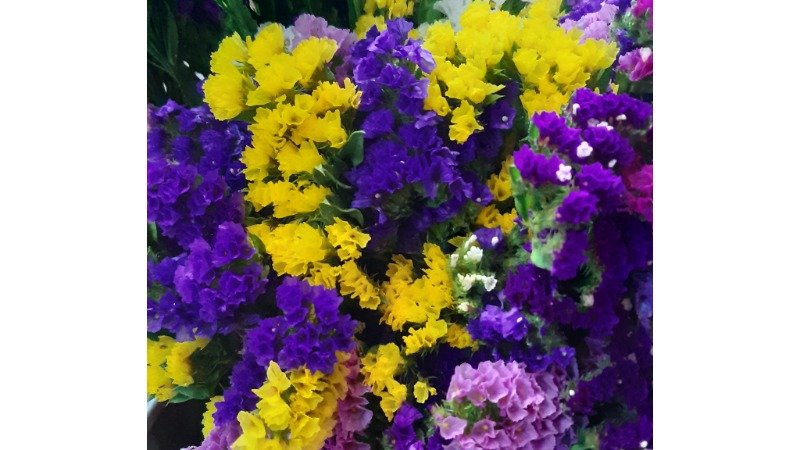 ლიმონიუმი ფერადი