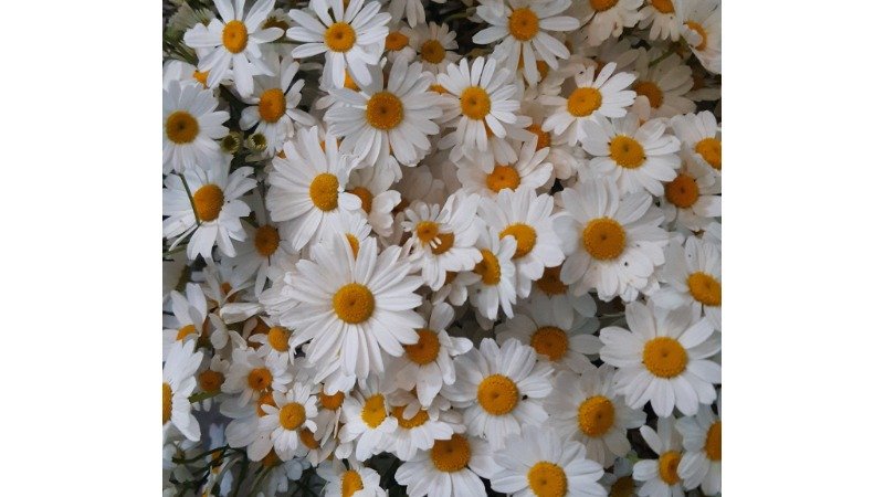 გვირილა წვრილი