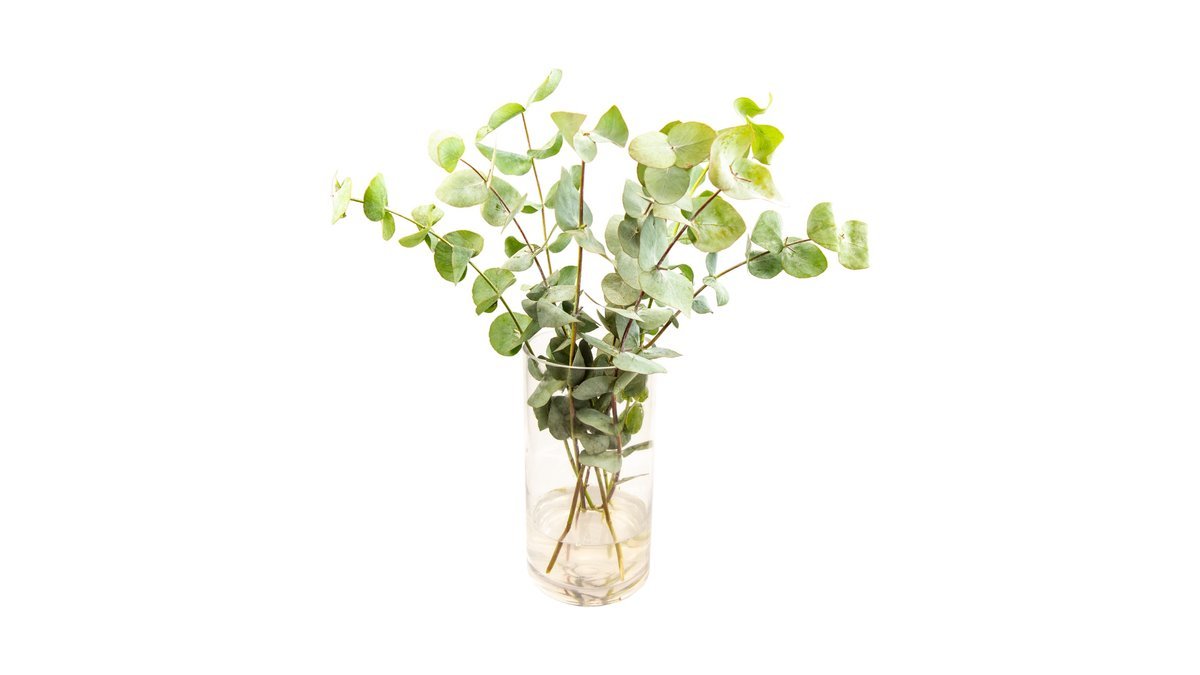 Eucalyptus 8 st
