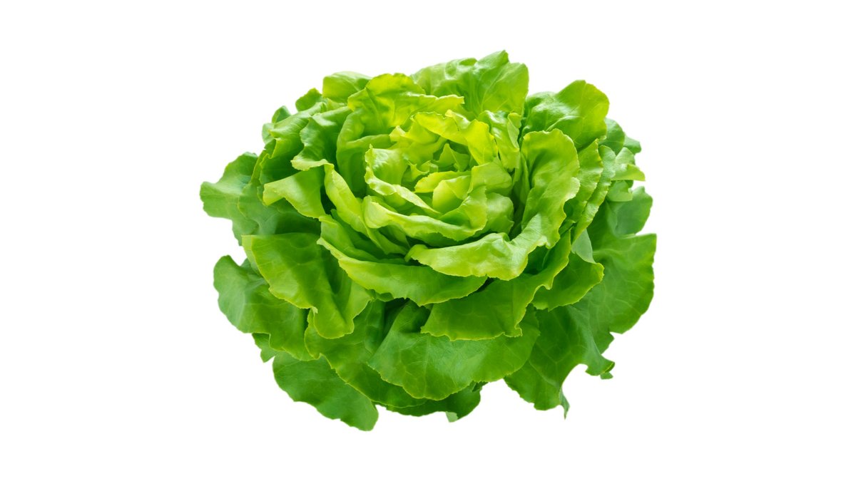 Salát hlávkový cena za kus