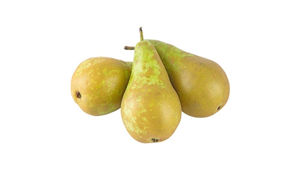 Pirn Conference  tk