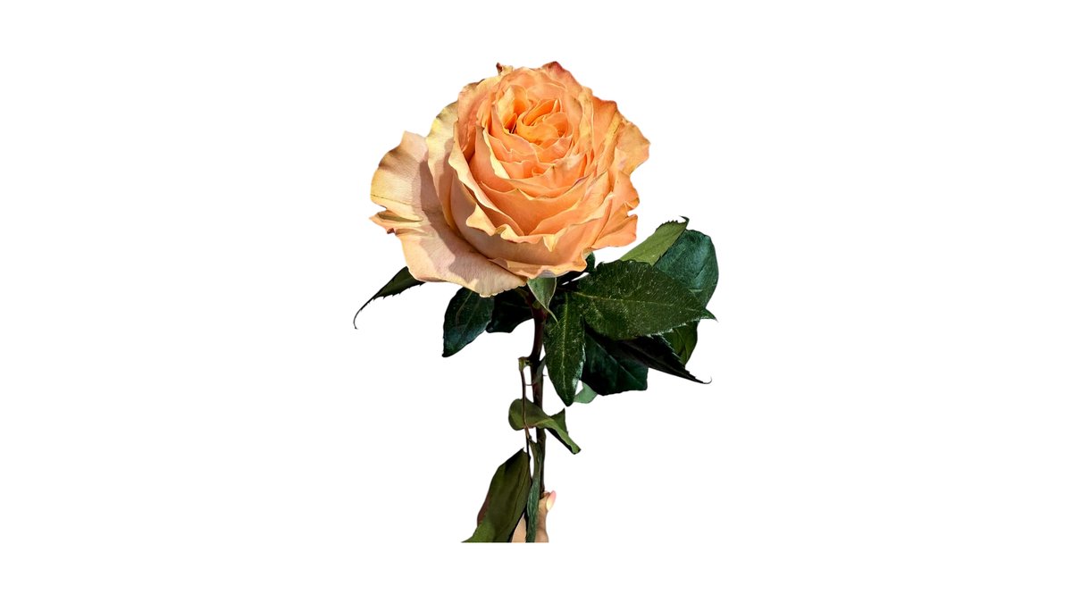 Imaginea produsului 1