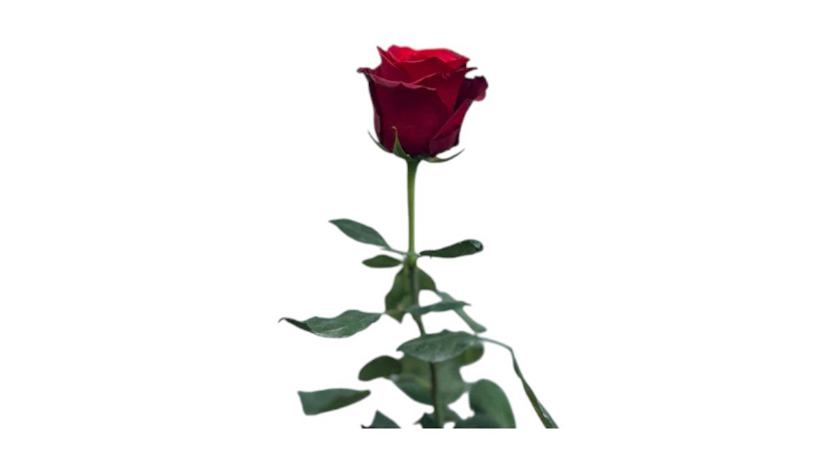 My Flower | Wolt | Lieferservice | Wien
