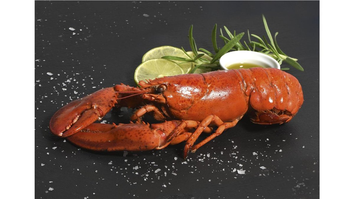MSC Amerikansk Hummer hel kogt istube CA 10x500 g NW size 500 g 5000 g
