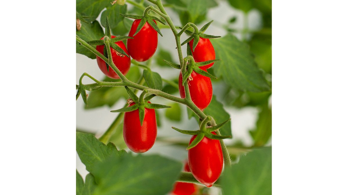 Sicilianske Datterini Tomater