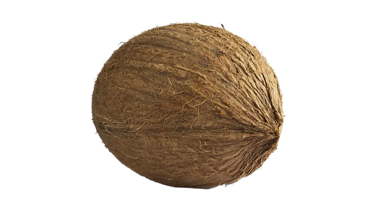 INDIAN COCUNT 1PCS