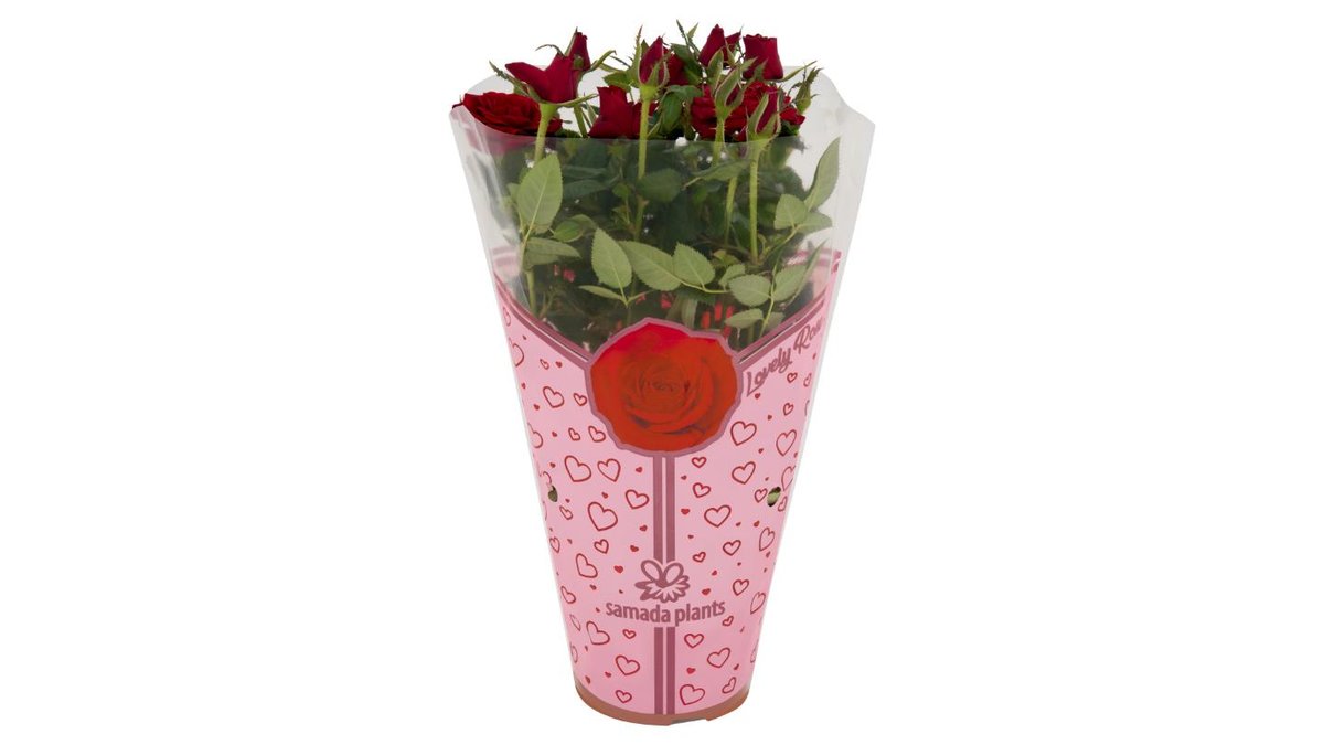Tesco Růže květináč 12 cm