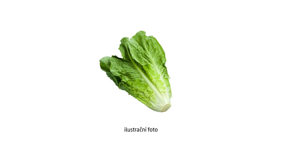 Salát římský cena za kus, odrůda uvedena na obalu