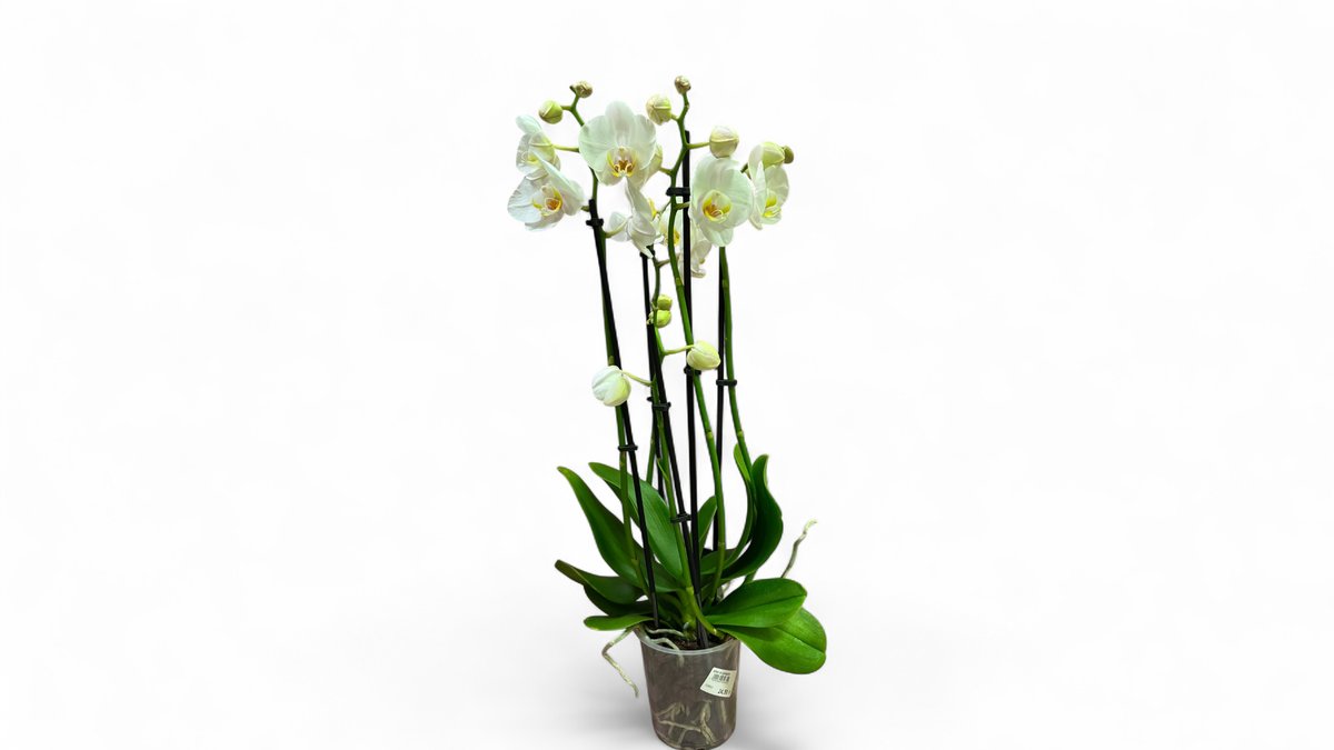olivenbäumen kaufen Olivenbaum | kaufen main image 1