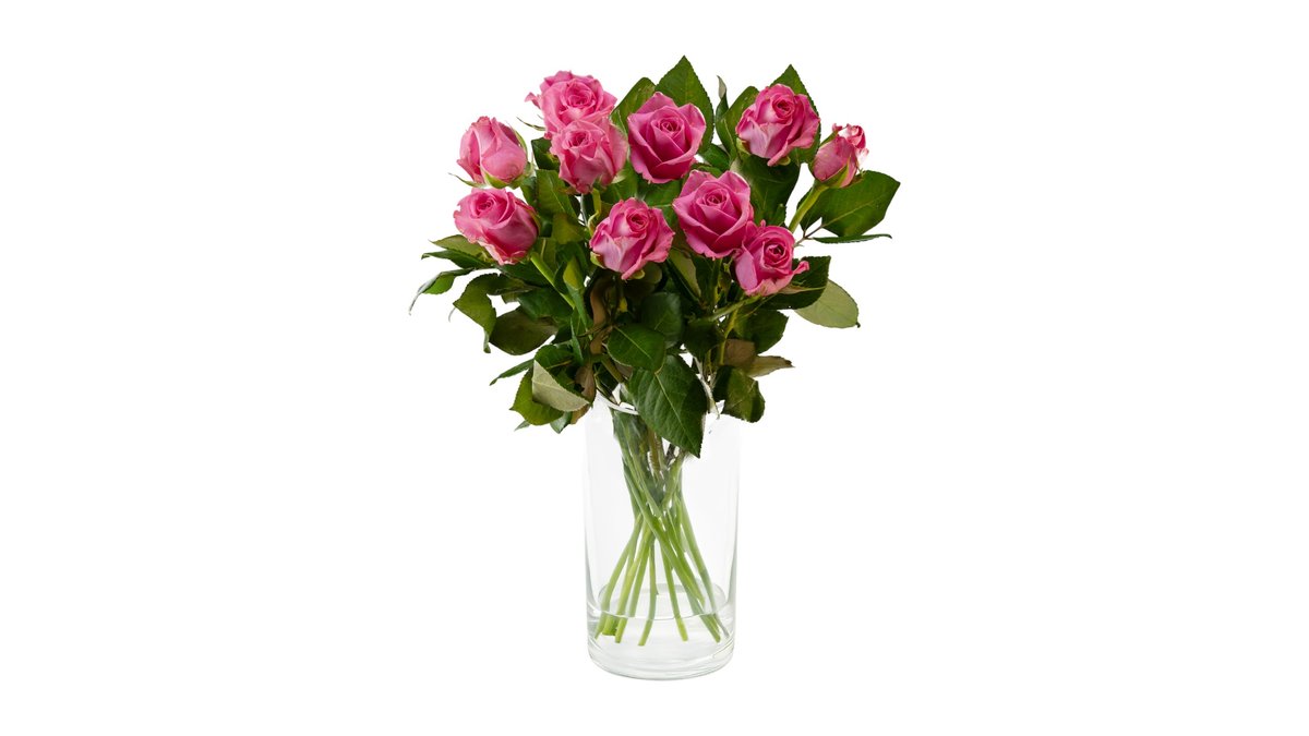 Mimea Roser Rosa