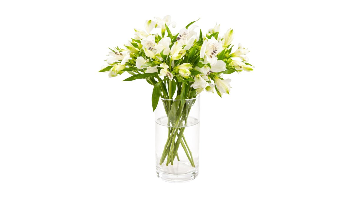 Mimea Alstroemeria hvid