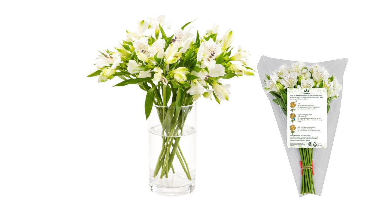 Alstroemeria I Hvid 8 Stk (40 Cm), Mimea