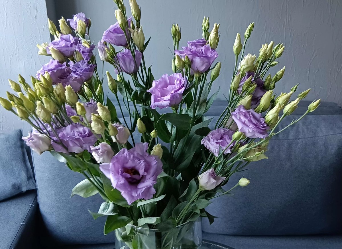 Anemone | Wolt | Delivery | Riga