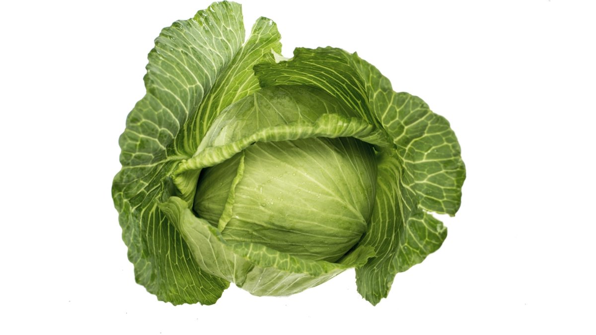 Øko Hvidkål