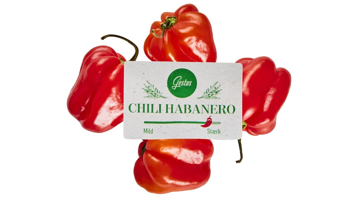 Chili Habanero