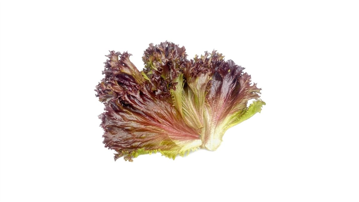 Lollo rossa Gestus