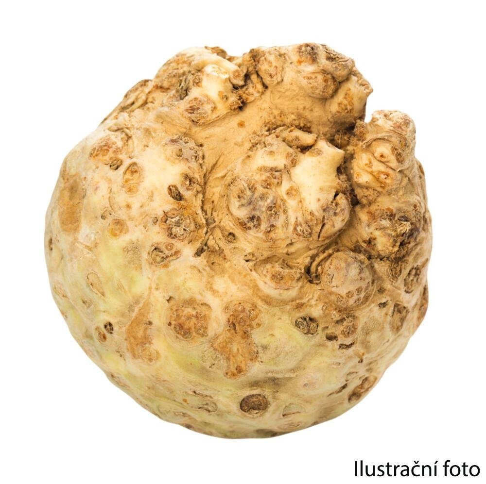 Celer bulva