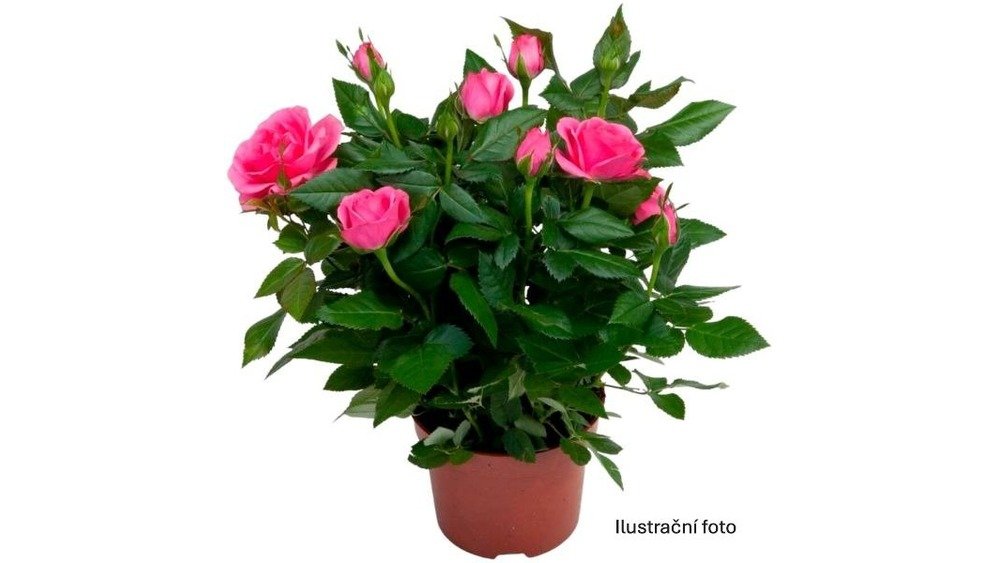 Růže Trio - květináč 14cm