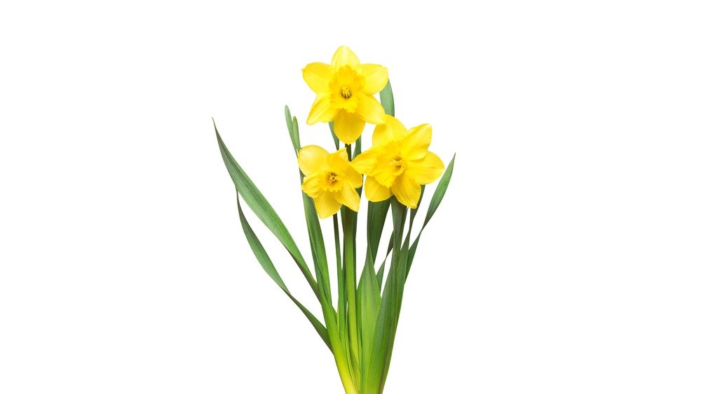 KYTICE NARCIS
