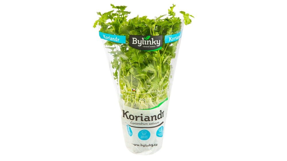 Koriandr v květináči 8cm