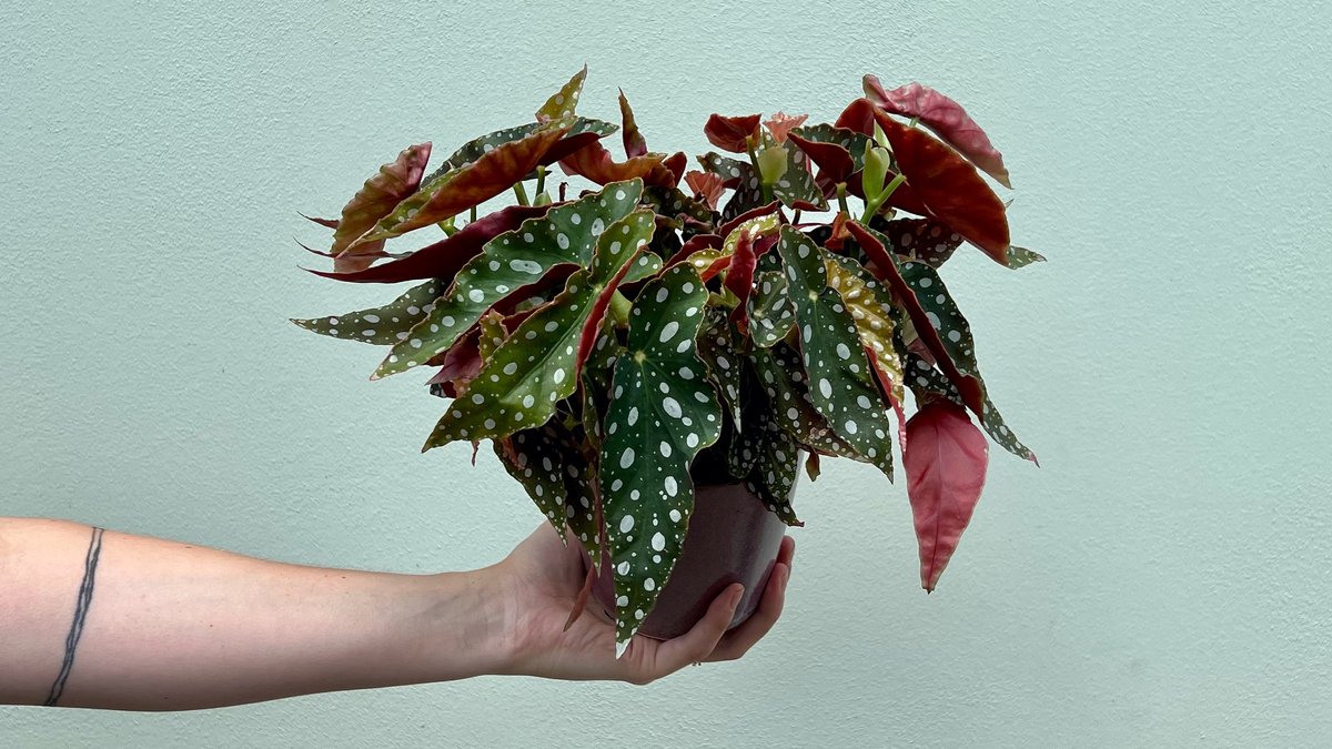 Begonia Maculata – BOTANIKA - Wolt