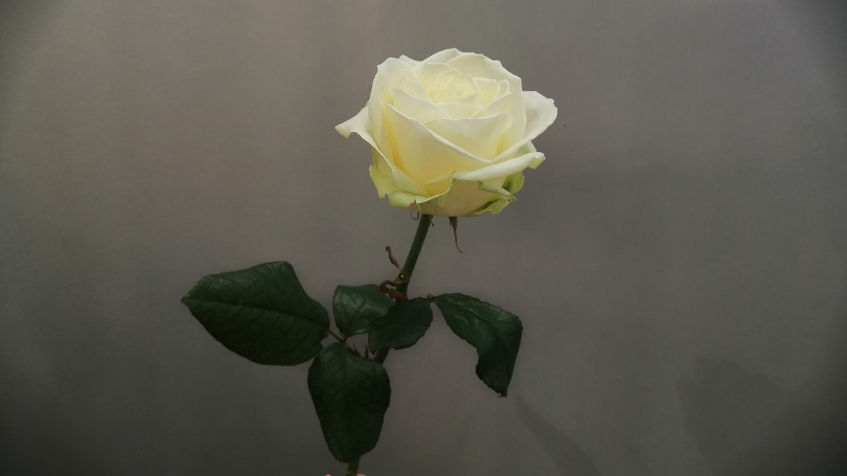 Valkoinen Ruusu | Kukkakauppa Kukka Fiori | Wolt