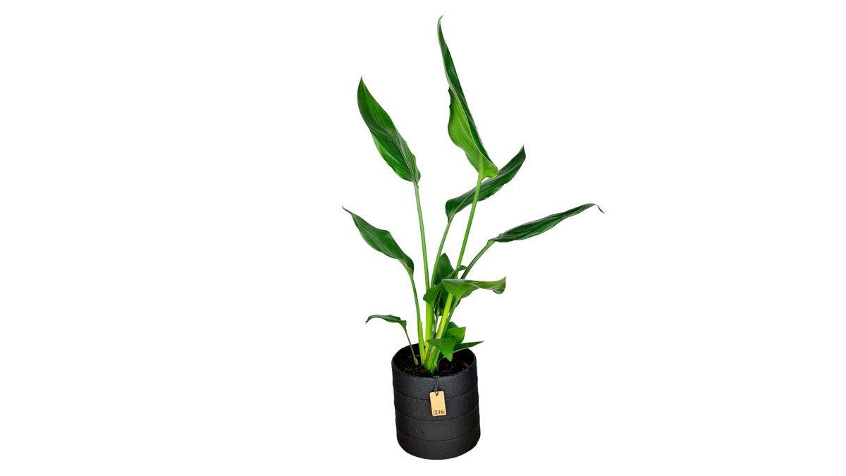Strelitzia reginae – Đardin – Wolt