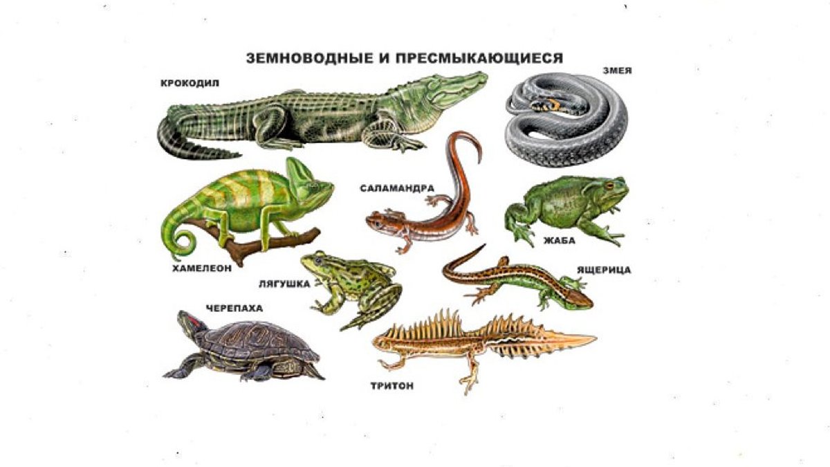 Размеры рептилий. Пресмыкающиеся названия. Рептилии названия. Рептилии и земноводные. Представители пресмыкающихся животных.