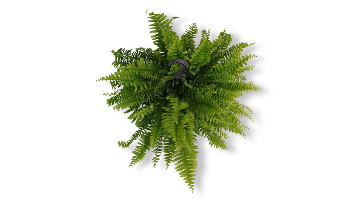 Nephrolepis exal. 'Green Moment' with Hook - H60P19 | Clelia Flower ...