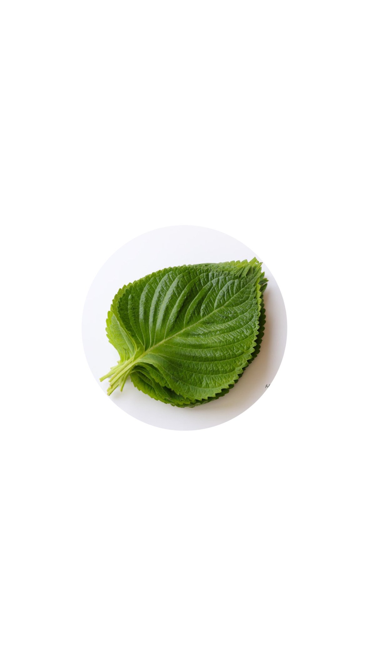Кунжутные листья