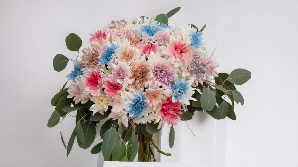 Rainbow Chrysanthemum, Linda's Flowers